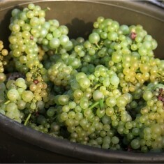 a large bucket of white grapes in a vineyard