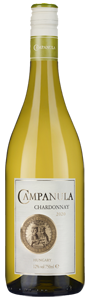 Campanula Chardonnay 2020