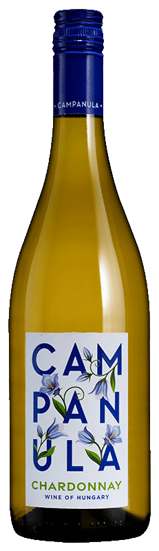 Campanula Chardonnay 2024